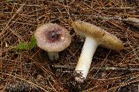 Russula sericeonitens image