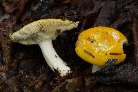 Russula claroflava image