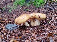 Russula fragrantissima image