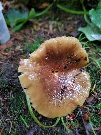 Russula granulata image