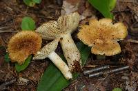 Russula granulata image