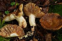 Russula granulata image