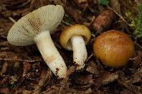 Russula granulata image