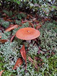 Russula paludosa image