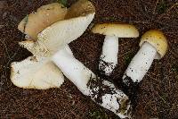 Russula paludosa image