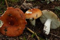 Russula paludosa image