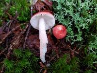 Russula peckii image