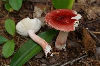 Russula peckii image