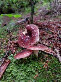 Russula vesca image