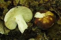 Russula vesca image