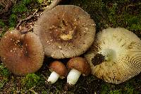 Russula vesca image