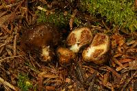 Cortinarius pinguis image