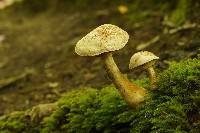 Tylopilus peralbidus image