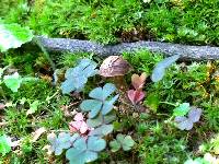 Inocybe quercina image