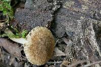 Inocybe luteifolia image