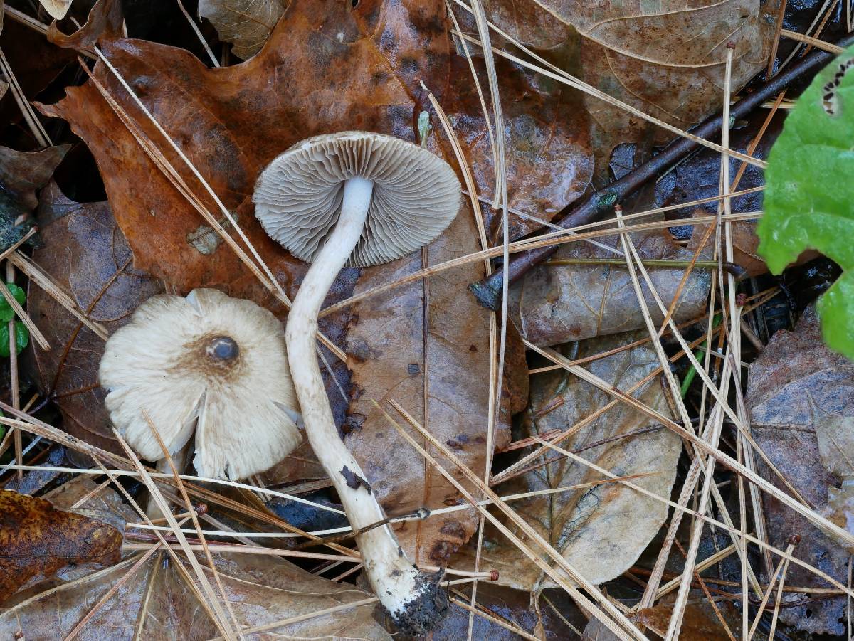 Inocybe fuscicothurnata image