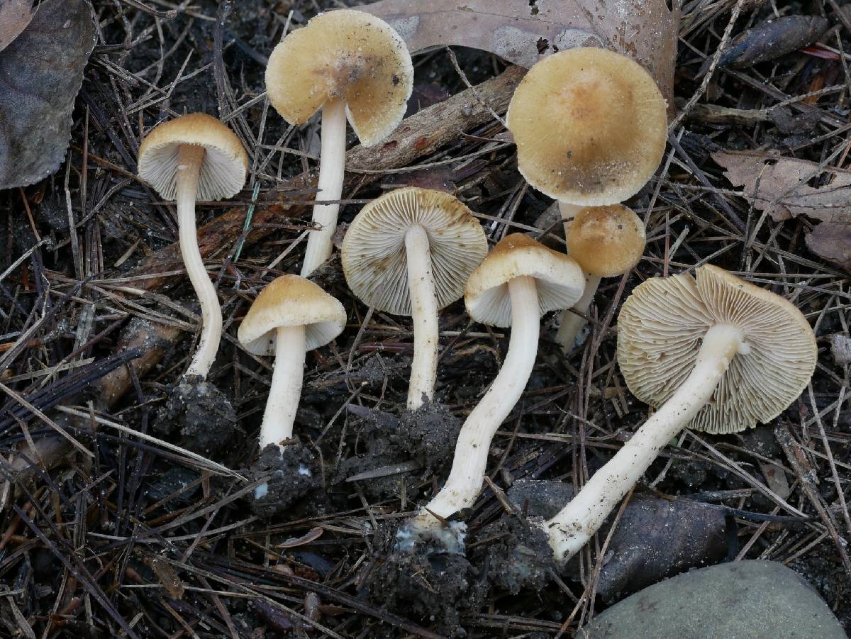 Inocybe muricellata image