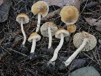 Inocybe muricellata image