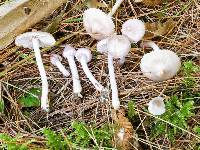 Inocybe pallidicremea image