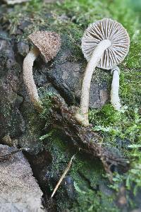 Inocybe stellatospora image