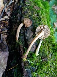 Inocybe stellatospora image