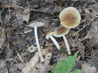 Pseudosperma friabile image
