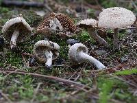 Inocybe subtomentosa image