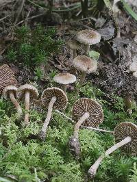 Inocybe diminuta image