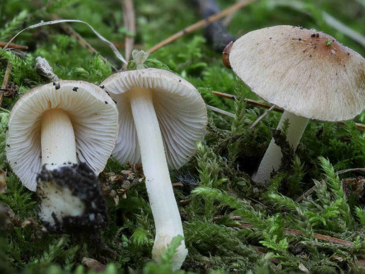 Inocybe occulta image