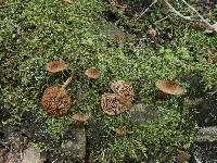 Inocybe stellatospora image