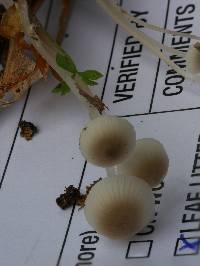 Mycena odorifera image