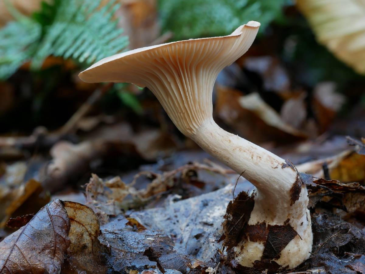 Hygrophoraceae image