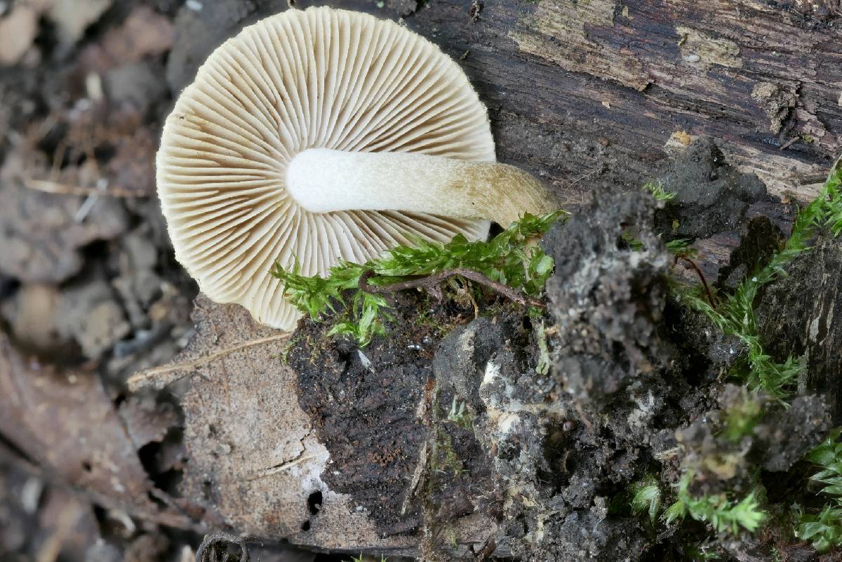 Inocybe luteifolia image