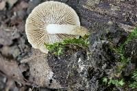 Inocybe luteifolia image