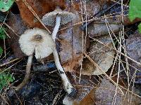 Inocybe fuscicothurnata image