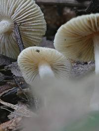 Pseudosperma friabile image