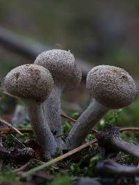 Inocybe subtomentosa image