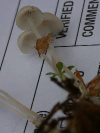 Mycena odorifera image