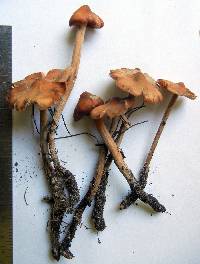 Caulorhiza hygrophoroides image