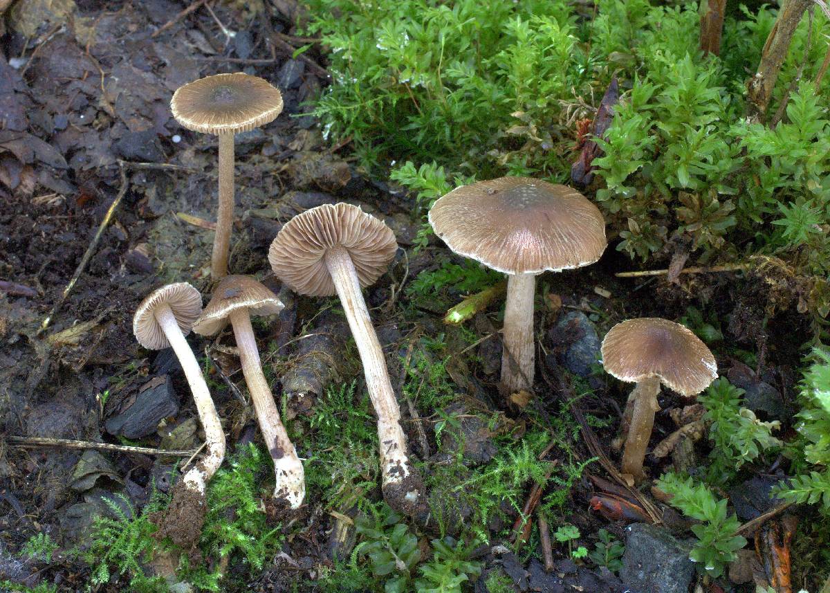 Inocybe alpigenes image