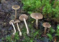 Image of Inocybe alpigenes