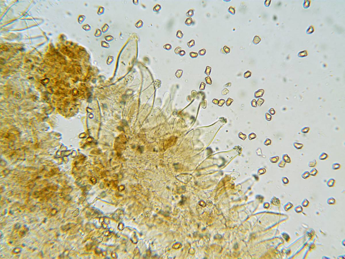 Inocybe alpigenes image