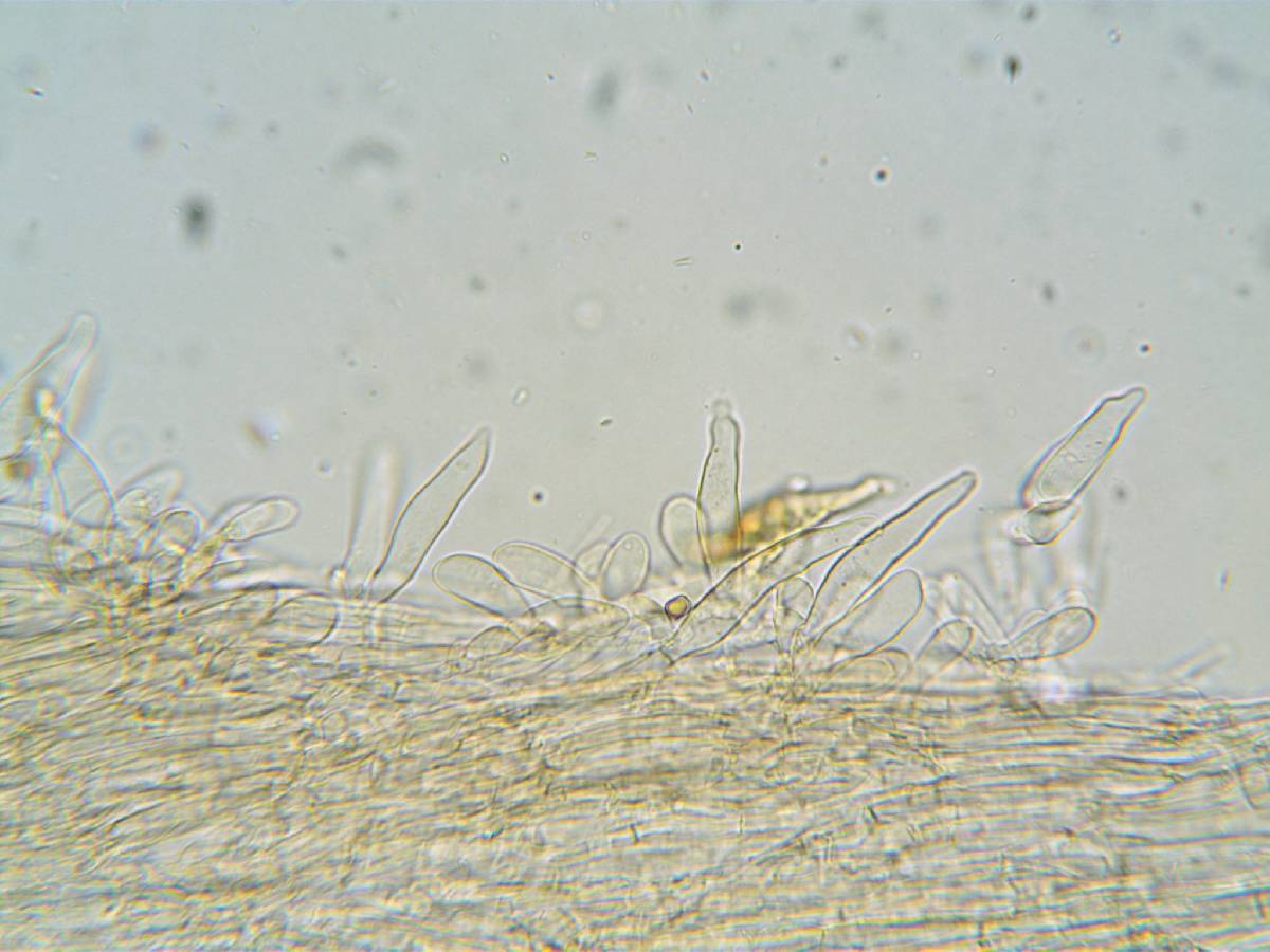 Inocybe alpigenes image