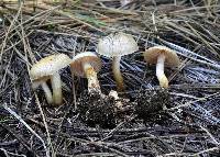 Hebeloma alpinicola image