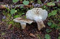 Hygrophorus fuscoalboides image