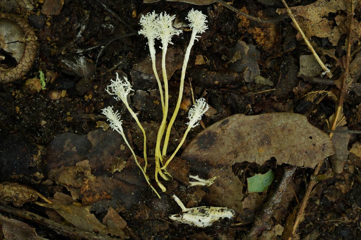 Cordyceps tenuipes image