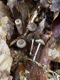 Psilocybe phyllogena image