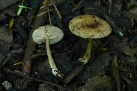 Entoloma subserrulatum image