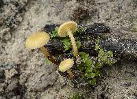 Galerina filiformis image