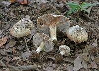 Inocybe dulcamara image